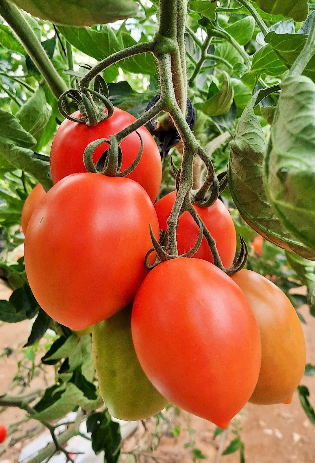 Tomate Tenaz. Semillas Nezzalez S.L. Tomate Tenaz. Semillas Nezzalez S.L.