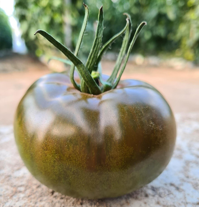 Tomate Oyín. Semillas Nezzalez S.L.