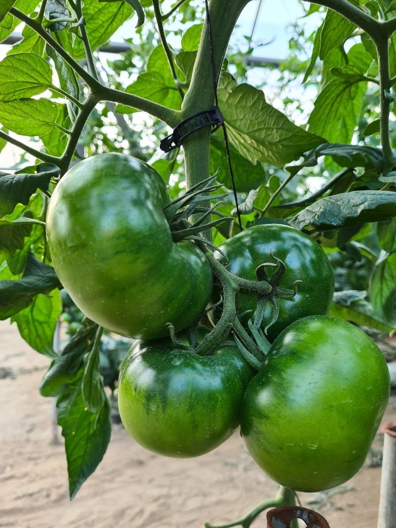 Tomate Oyín. Semillas Nezzalez S.L. Tomate Oyín. Semillas Nezzalez S.L.