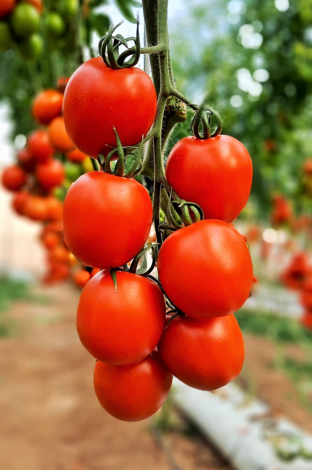 Tomate Páez. Semillas Nezzalez S.L.