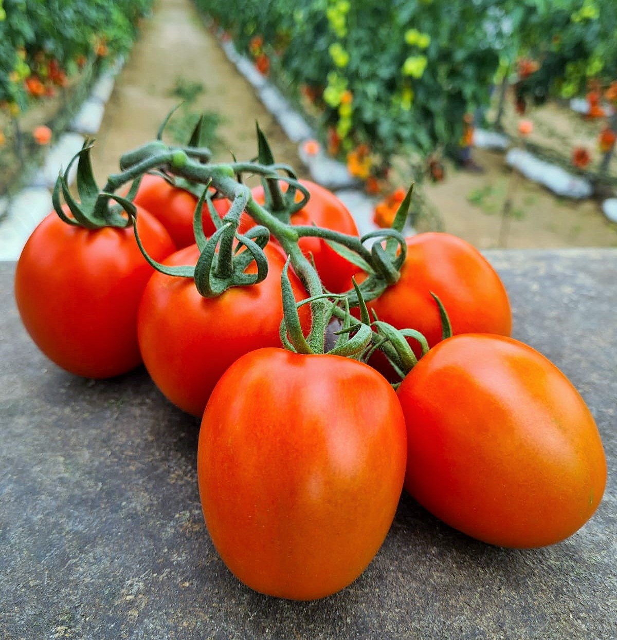 Tomate Páez. Semillas Nezzalez S.L.