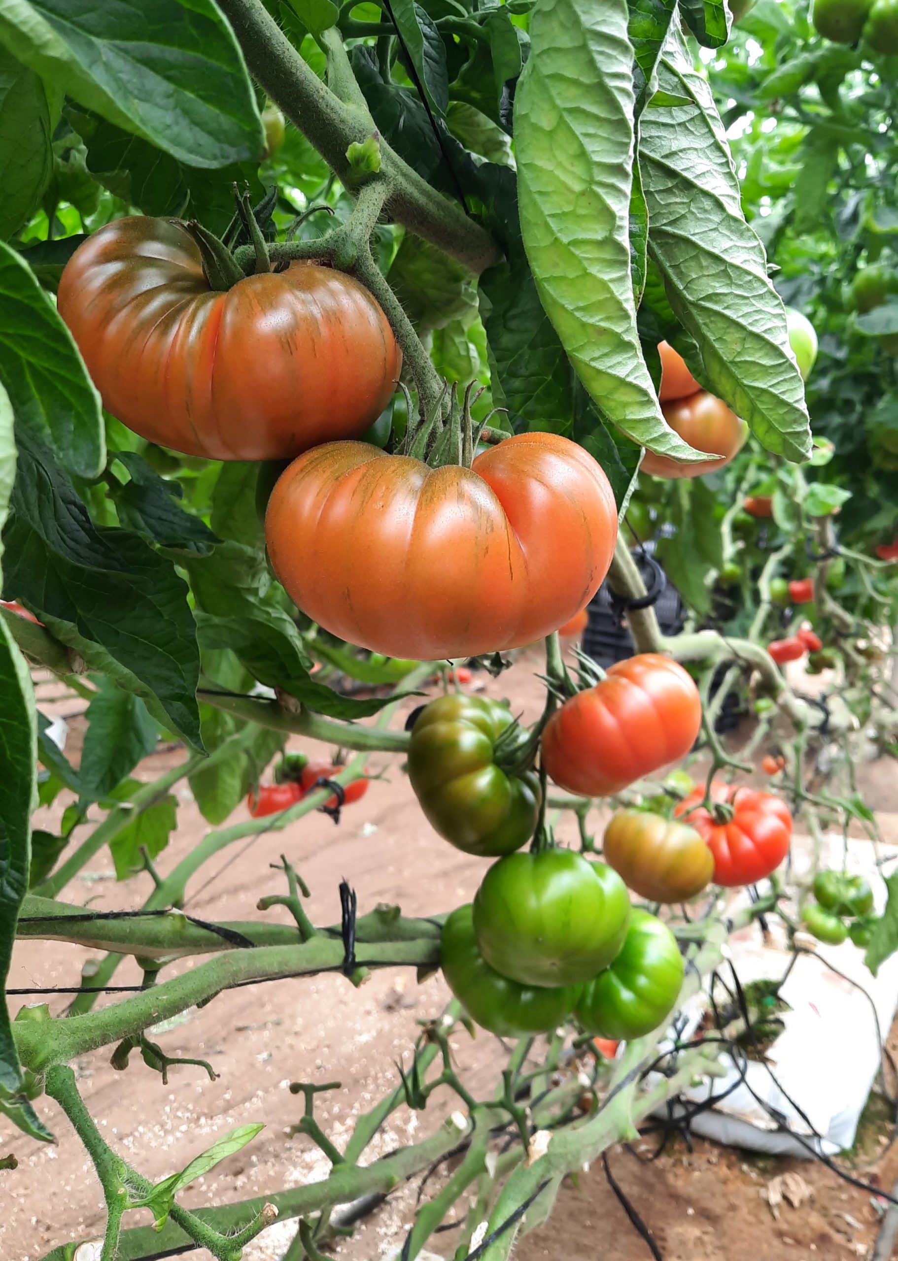 Tomate Vaibén. Semillas Nezzalez S.L.