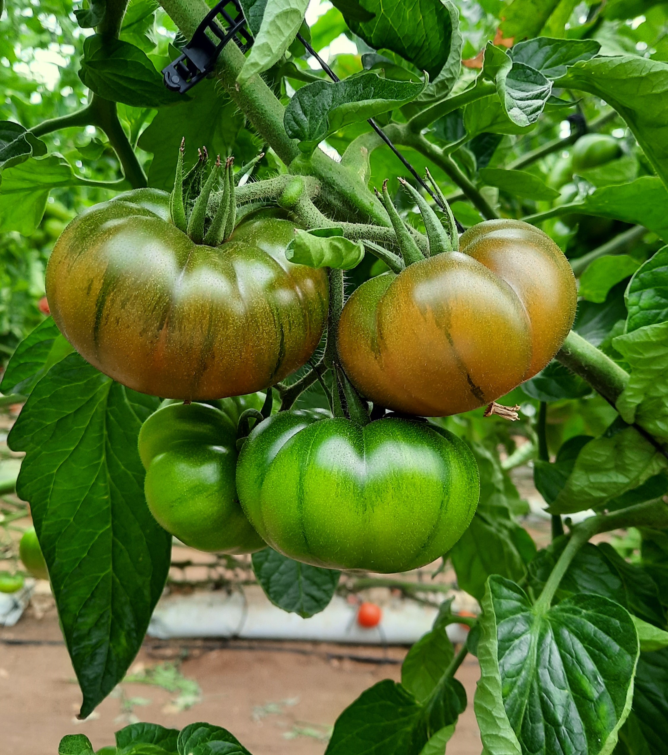 Tomate Vaibén. Semillas Nezzalez S.L.