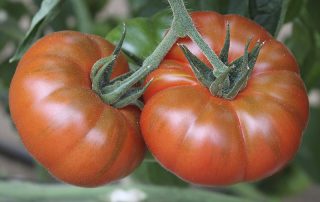 Tomate Vaibén. Semillas Nezzalez S.L.
