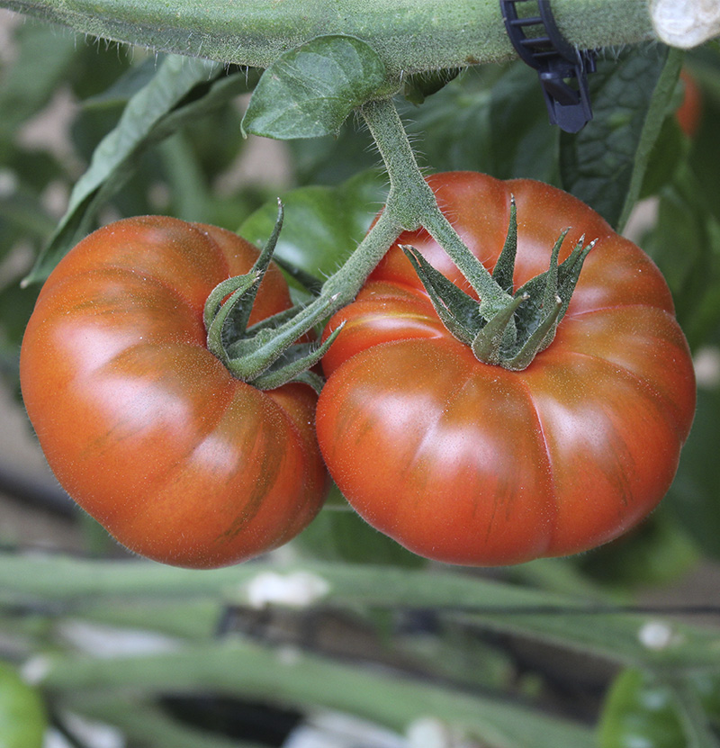 Tomate Vaibén. Semillas Nezzalez S.L.