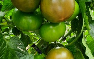 Tomate Oyín
