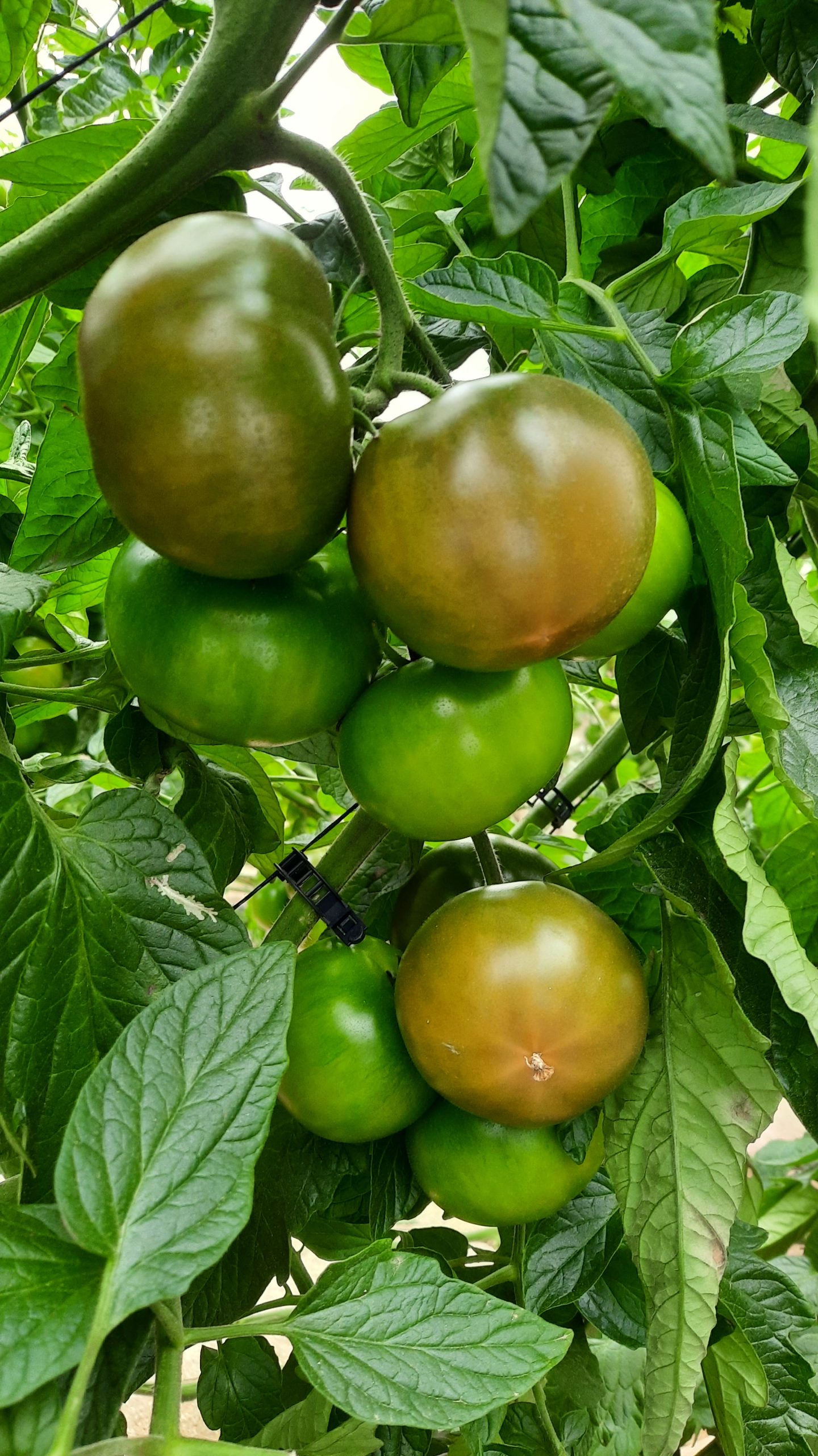 Tomate Oyín