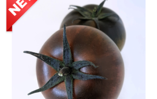 Tomate Ebanez