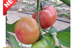 Tomate Rozín. Semillas Nezzalez S.L.