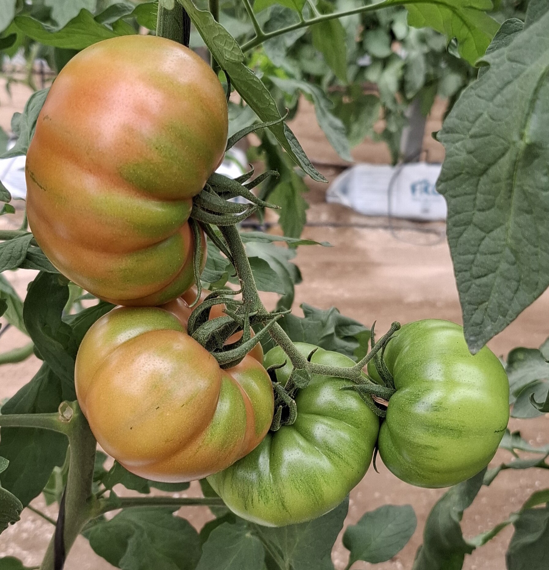 Tomate Pínkez. Semillas Nezzalez S.L.