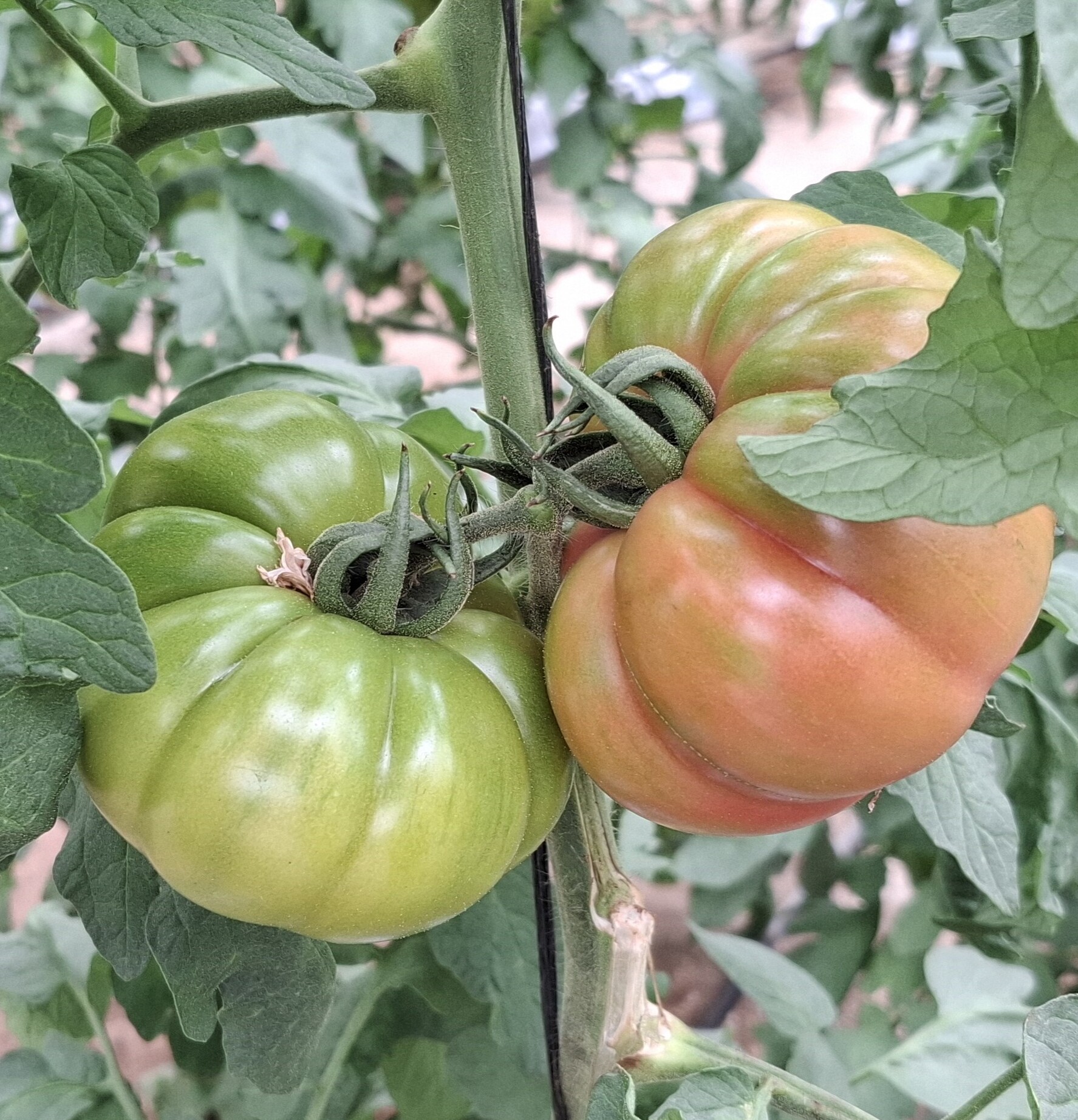 Tomate Pínkez. Semillas Nezzalez S.L.