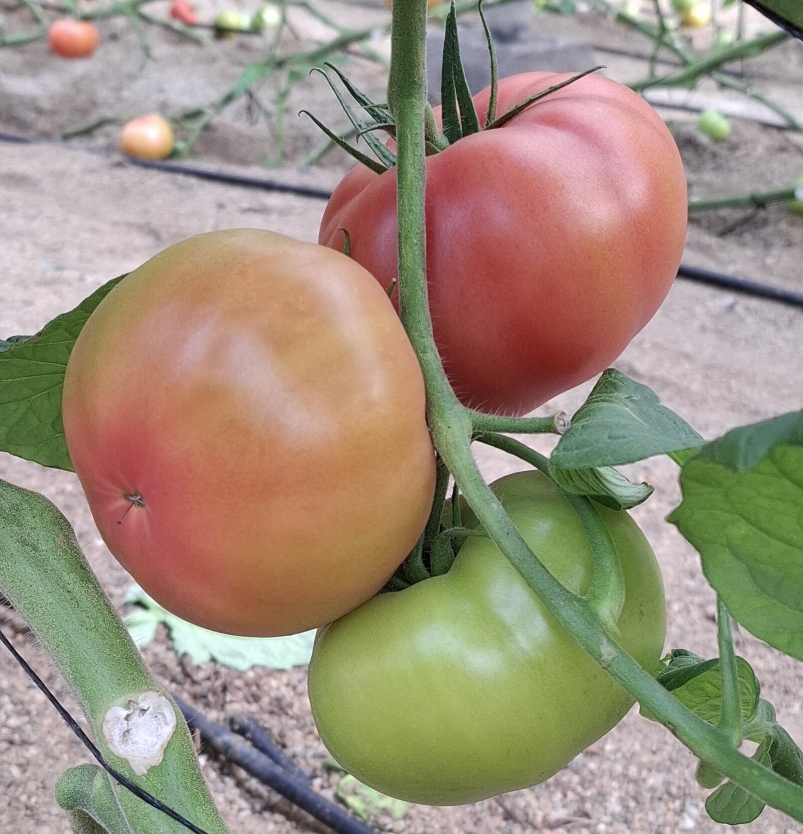 Tomate Rozín. Semillas Nezzalez S.L.