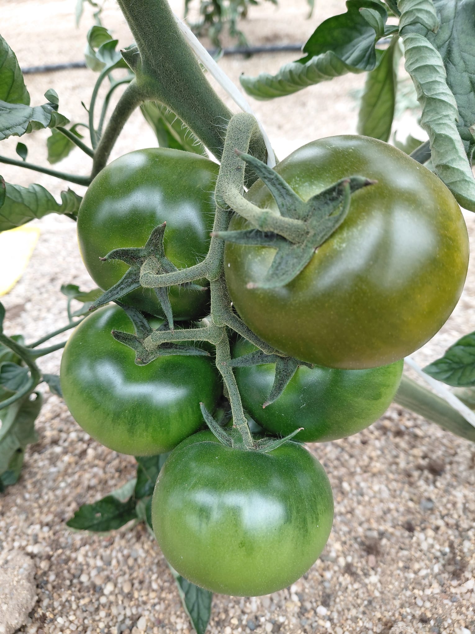 TARKIN.1 Tomate Tarkín