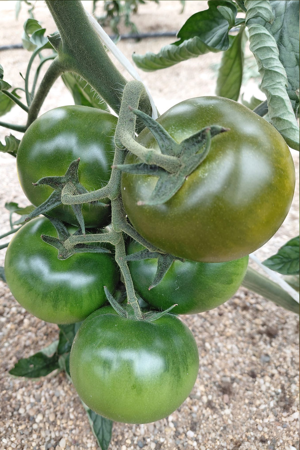 Tomate Tarkín | Semillas Nezzalez